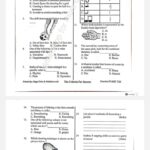 Stega print 007 Grade 7